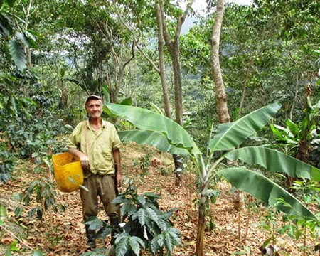 Colombia Nariño | Green Coffee Beans