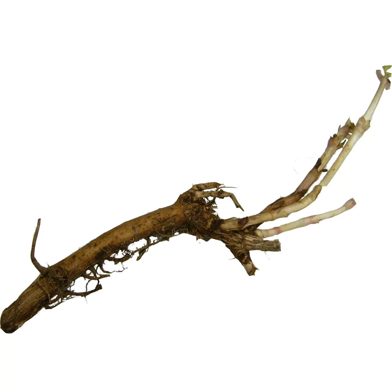 Columbus (CTZ) Hop Rhizome