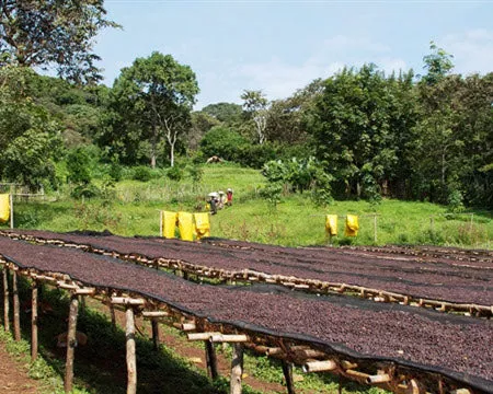 Ethiopia Sidama Hantate | Green Coffee Beans