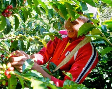 Guatemala Huehuetenango | Green Coffee Beans