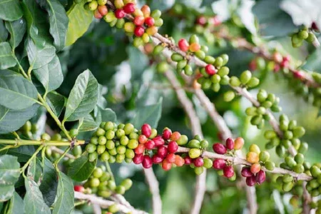 Indonesia Java Blawan | Green Coffee Beans