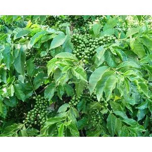 Kenya Nyeri | Green Coffee Beans