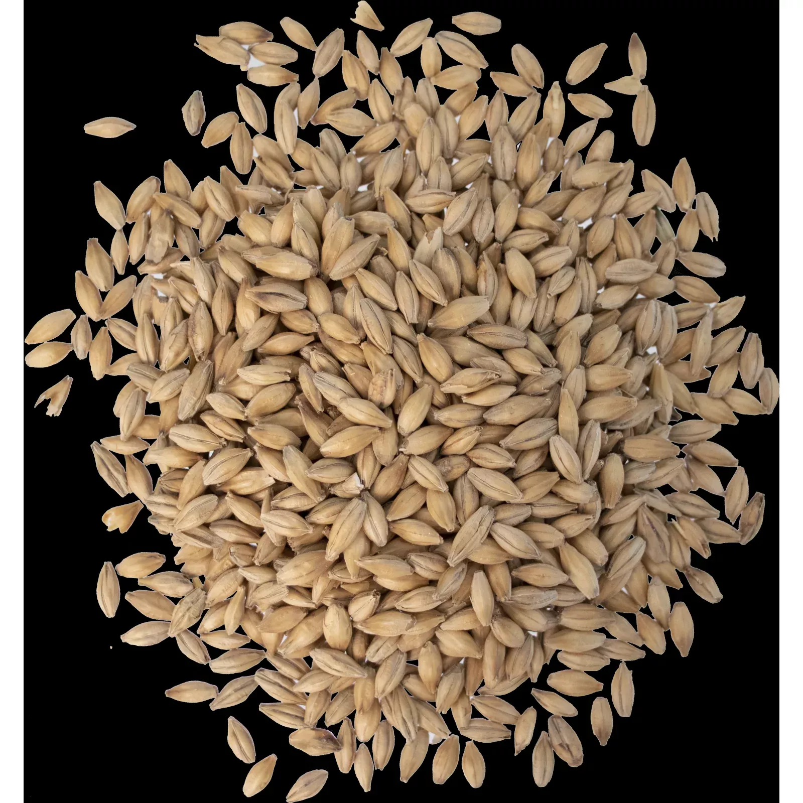 Maris Otter Malt - Thomas Fawcett Malting