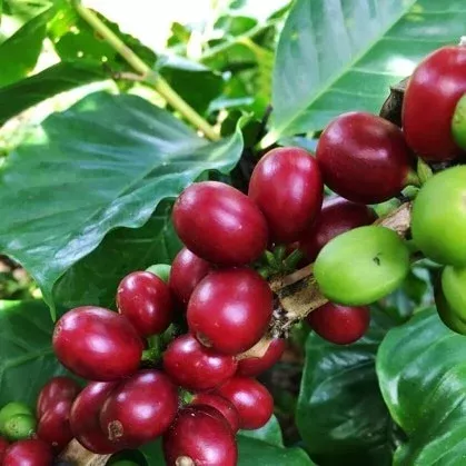Nicaragua Jinotega Marimba | Green Coffee Beans