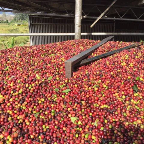 Papua New Guinea Arokara | Green Coffee Beans